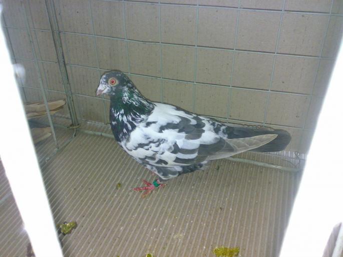 tippler 2 - 1504 Expo Sibiu 2008