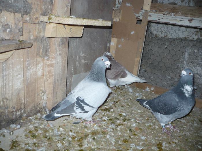 Picture 087 - costelg_ porumbei-standarde fosti si actuali