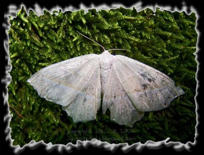 Marele%20alb - poze cu fluturi