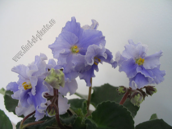 Saintpaulia Anastasia 14 - VIOLETE AFRICANE  - Saintpaulia