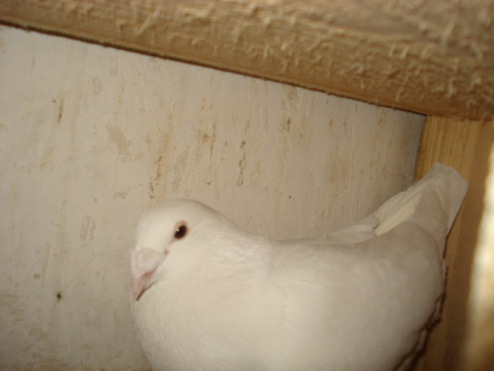 DSC03408 - 2 Voiajori albi de frumusete