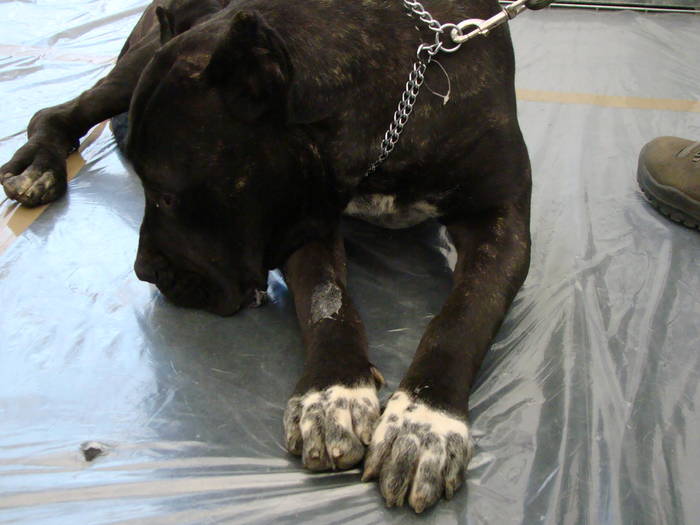 Picture 117 - Expo CACIB Cluj Napoca 15 11 2008