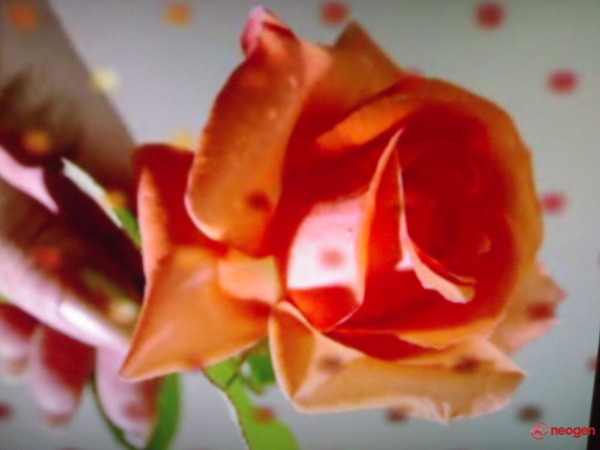 TRANDAFIR_61411676_0050000817461_00_600