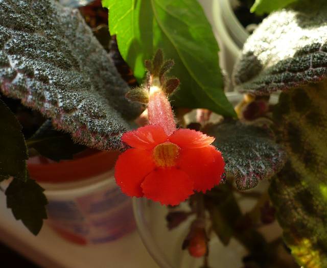 Chocolate Cream - Episcia 2009 - 2010 - 2012 - 2014