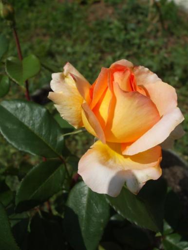 DSCF1725 - trandafiri