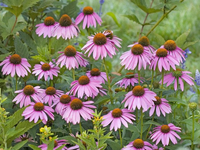 Purple Coneflowers - Wallpapers Premium