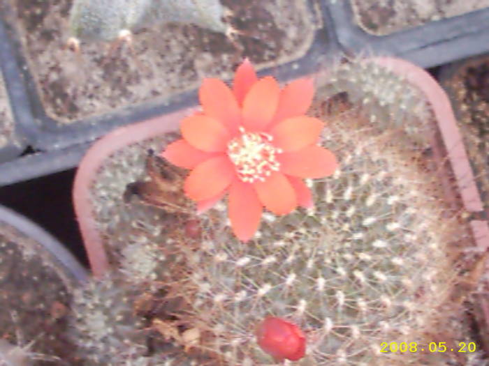 3-Rebutia ? - cactusi