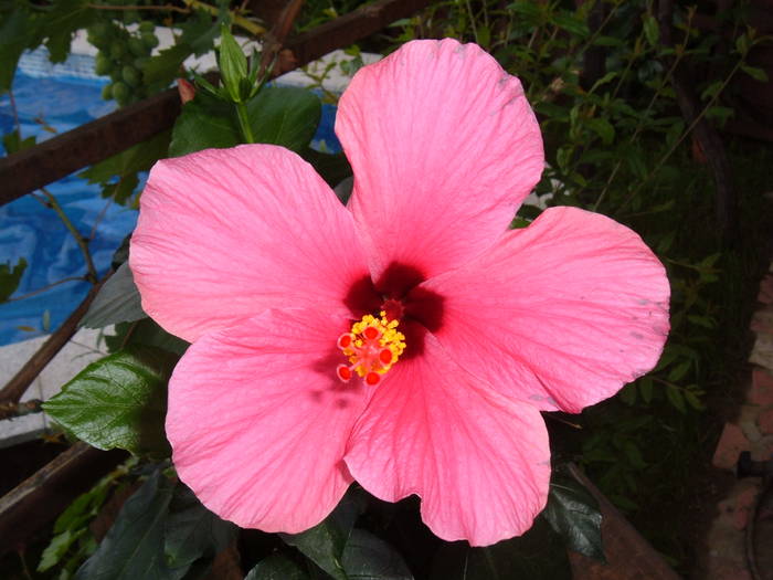 roz-cyclam simplu(cairo rosa) - hibiscus