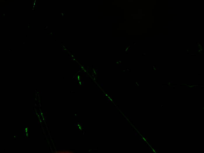 1 013 - 2009 01 08 party