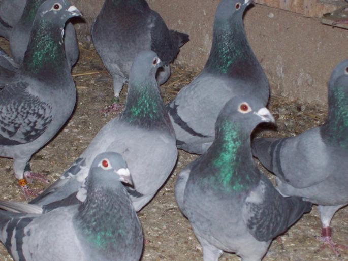 100_0046 - porumbei matca 2008