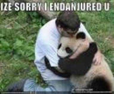 11 - cateva cu ursuleti panda sunt superbi de frumosi merita sa ii vedeti