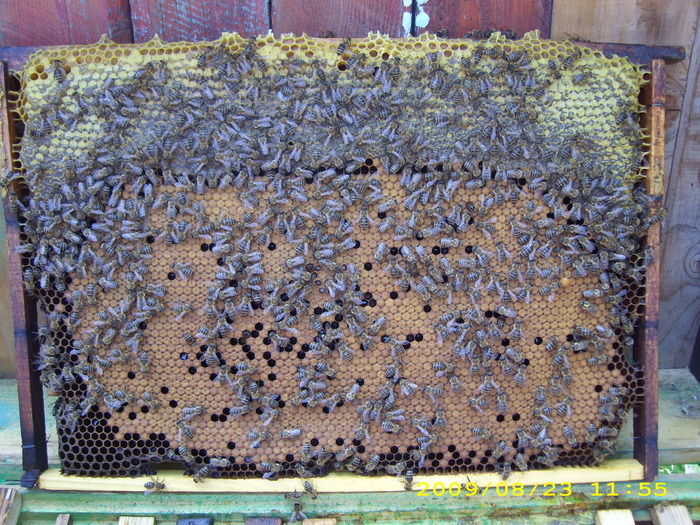 23-o8-2009-3 sapt. dupa floarea soarelui - albinele si stupii mei-bees and my hives