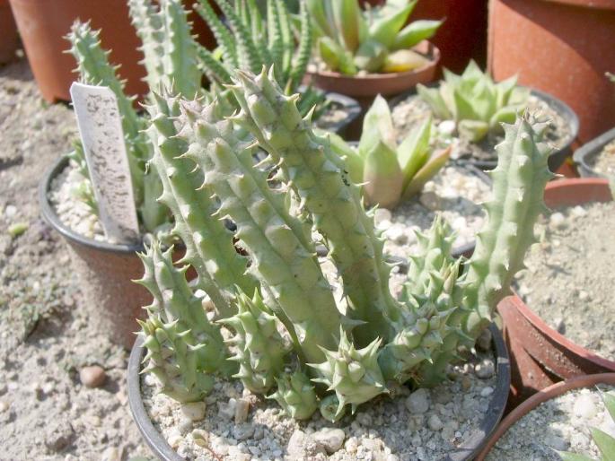 Huernia keniensis v. keniensis - Asclepiadaceae