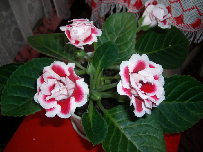 Gloxinia rosu  tigrinat - Gloxinii colectie 2009