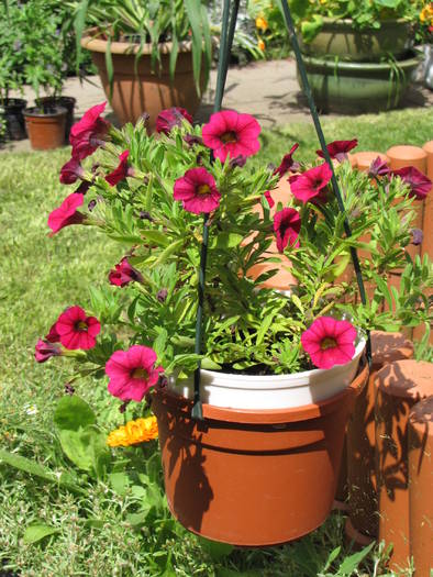 Calibrachoa 13 iul 2009