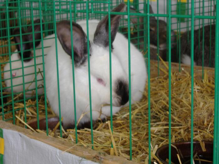 Nitra 06.12.2008 095