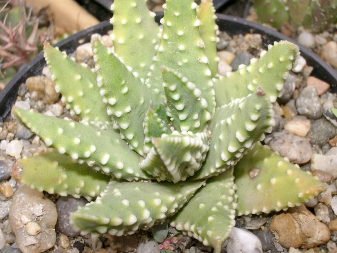 Haworthia pumila