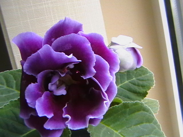allegro purple - gloxinii-pui