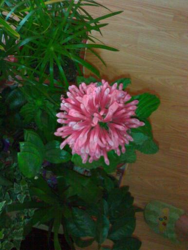 Pretty in pink :) - Jacobinia carnea 2008