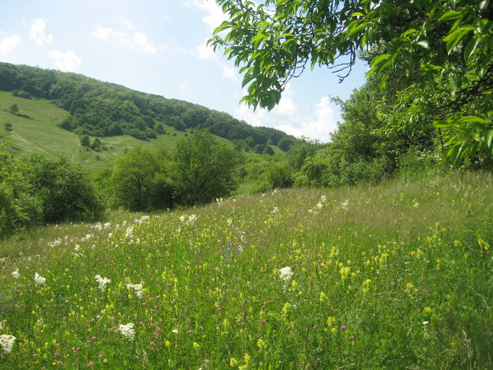 IMG_1948 - HARNICUTELE TATII