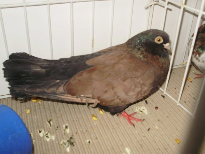 orbetean 6