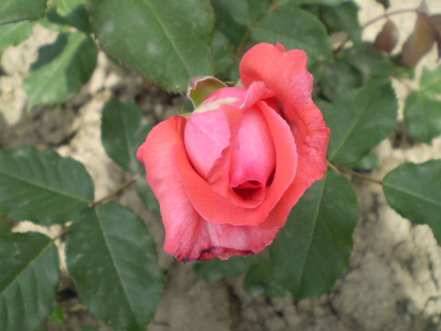 P5091357 - trandafiri