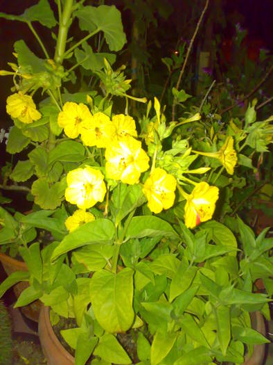 05082009556
