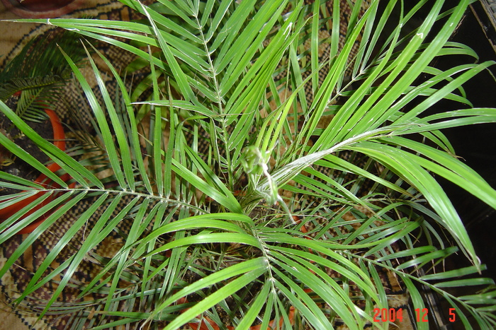 palmierul phonix