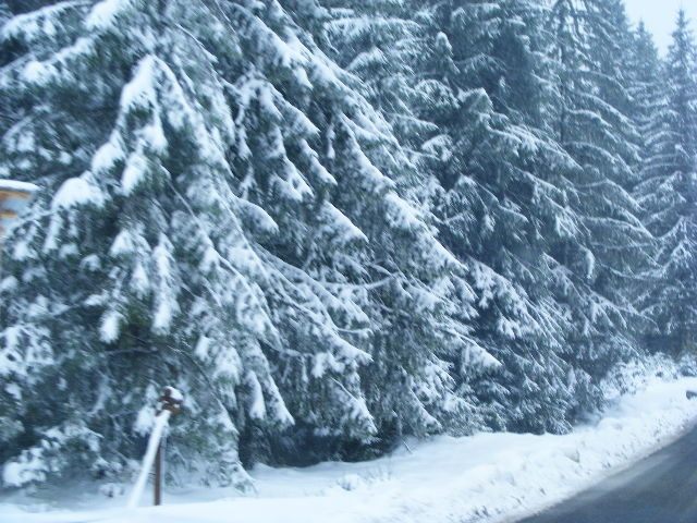DSCF7299 - ninge in Maramu