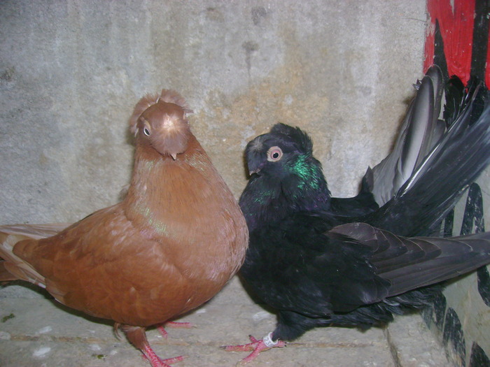 pozedecembrie 2009 180 - poze decembrie 2009