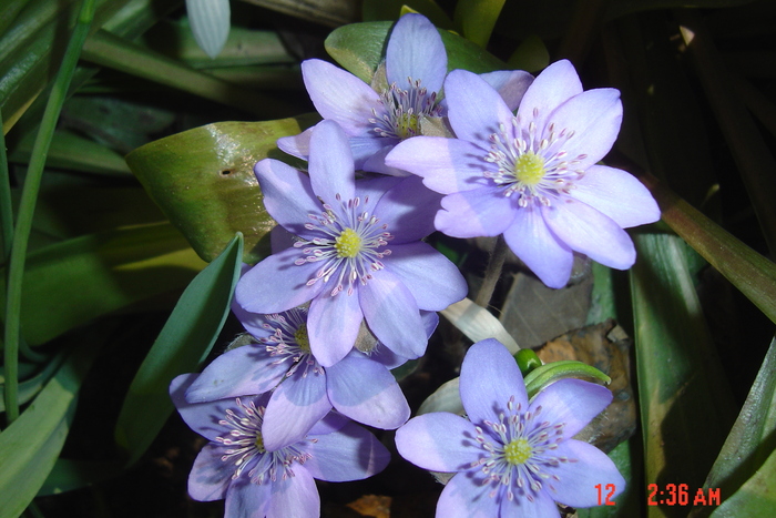 crucea voinicului-hepatica transilvanica - florile mele in 2009