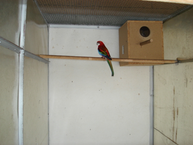 mascul rosella rubin