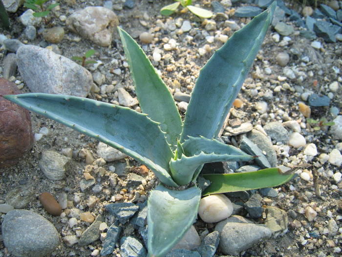 IMG_8147 - Cactusi la mosie 17 iunie 2009