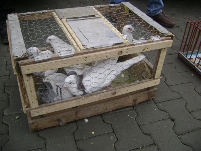 DSC05699 - Expozitie Sancraiu de Mures 2009 - Targ