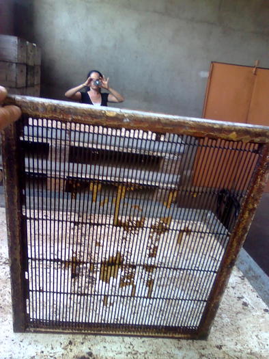 grile de reine - ApiMondia