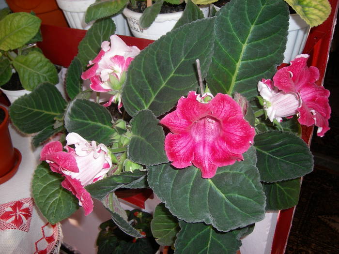 Gloxinie roz pintenata