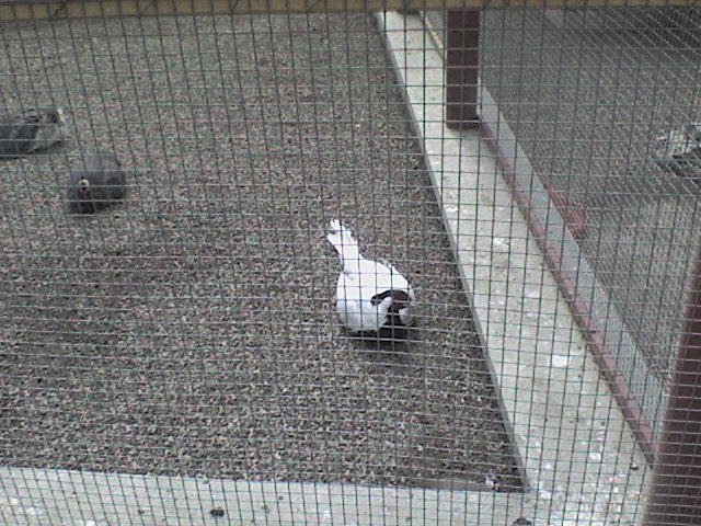 fazan alb - poze parcul zoologic piatra neamt