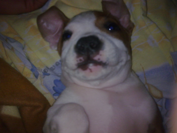 Image057 - amstaff