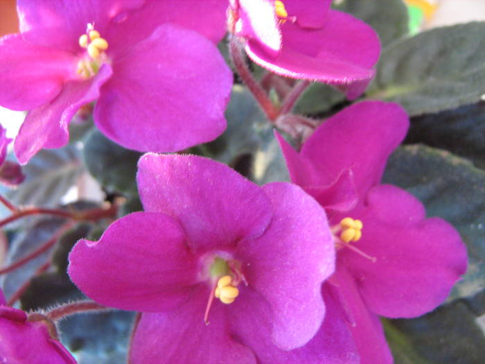 Violeta magenta de la Nicol - violete