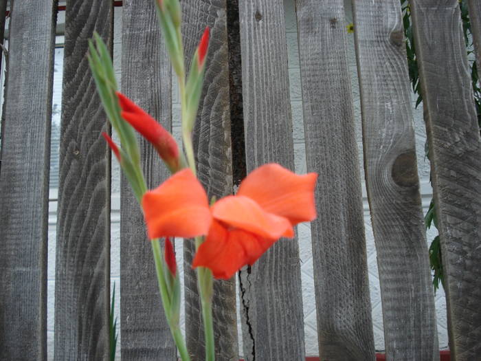 gladiola - FLORILE MELE