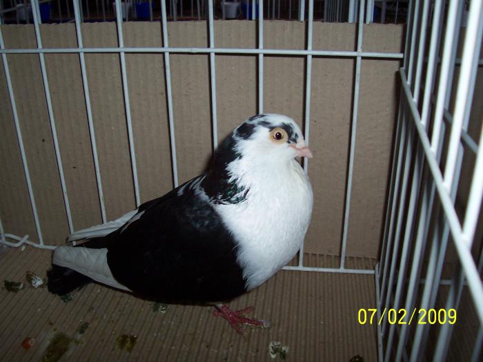 Expo Oradea 2009 106