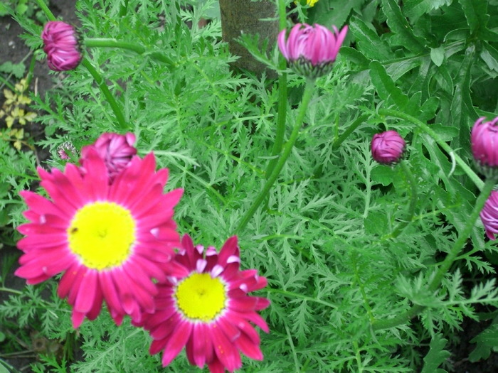 DSCI0147 - flori din gradina mea