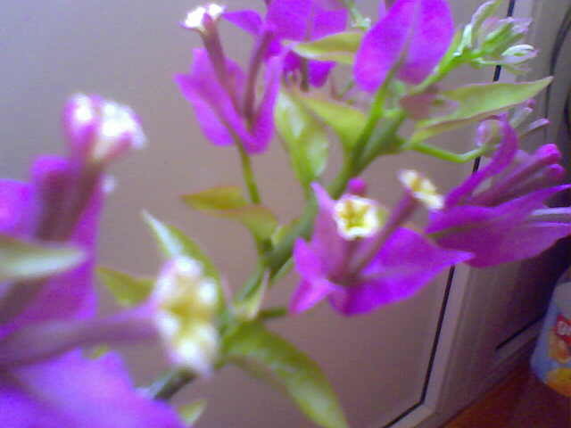 BOUGAINVILLEA - BOULGAINVILLEA