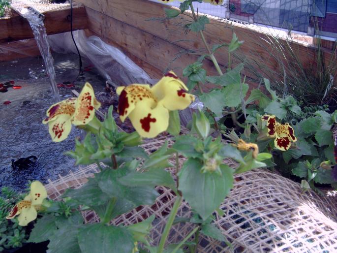 DSC00035 - Expozitie flori Timisoara  luna Mai 2008