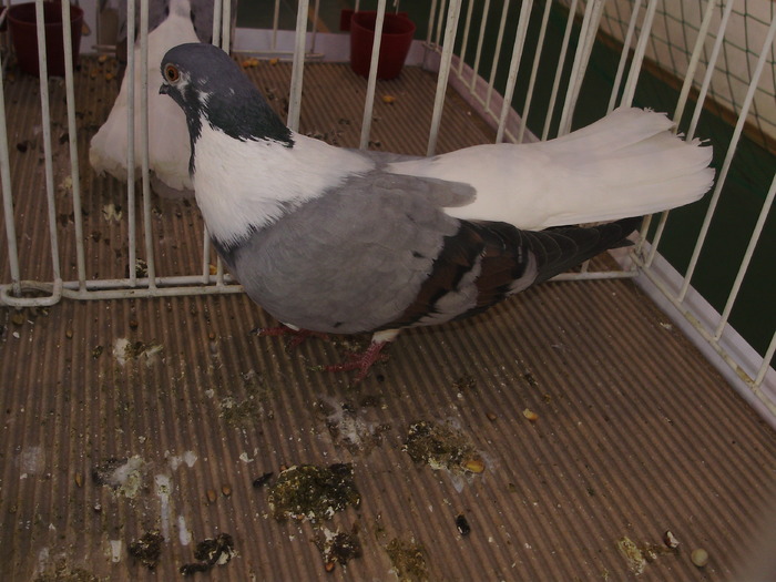 vargat 5