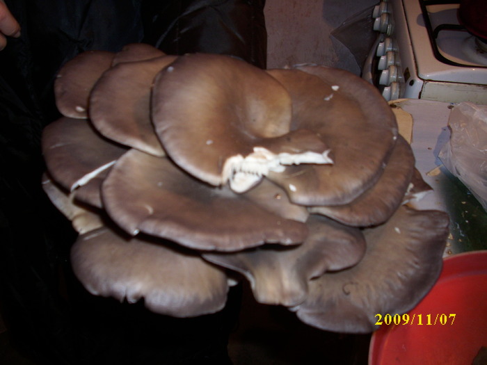 DSCI2413 - bureti si ciuperci