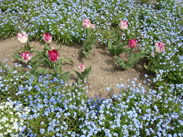 243 - Balchik 20 aprilie 2009