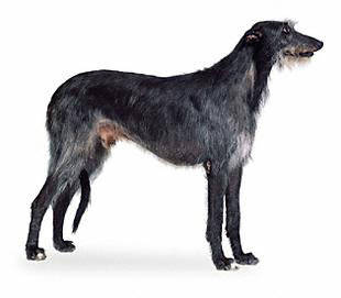 scottish_deerhound - Sight Hounds