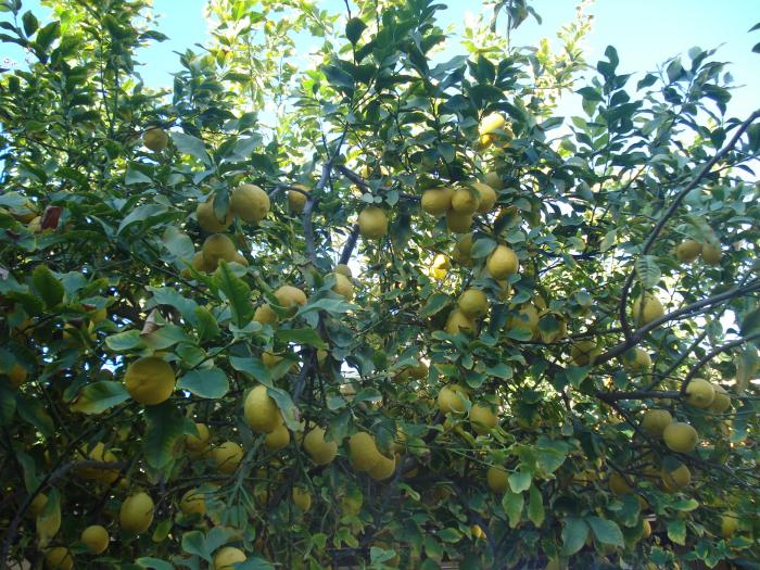 Picture 167; Larnaca
