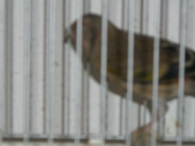 CIMG0883 - canari de postura de culoare side cantec